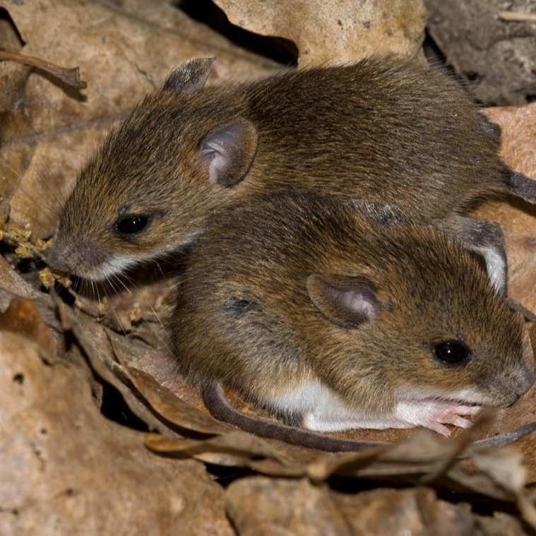 Уничтожения мышей в частном доме в Невинномысске?