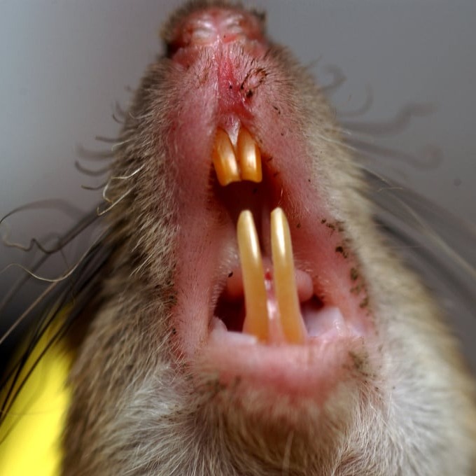 Дератизация крыс в Невинномысске?